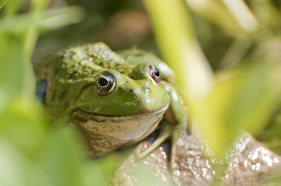 animals, frog, wildlife, rocks, leaves, bokeh, green, animal themes HD wallpaper