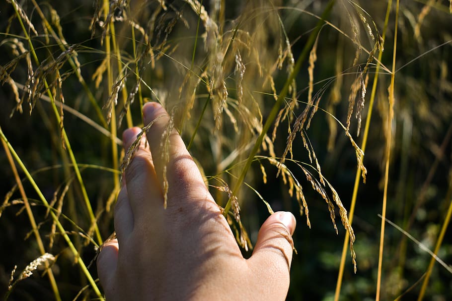 flowers, serene, hand, touch, wheat, plants, mood, calm, relax HD wallpaper