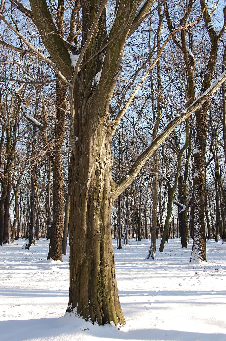 winter, tree, park, snow, cold, nature, frost, cold temperature HD wallpaper