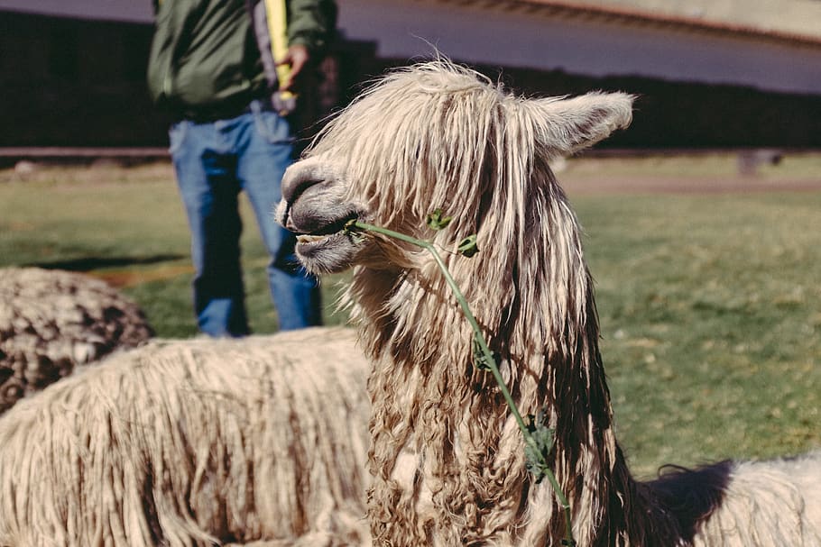 peru, cusco, llama, alpaca, animal, eating, domestic animals HD wallpaper
