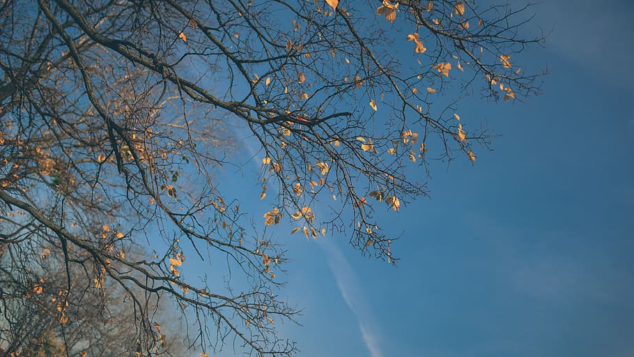 tree, nature, sky, forest, autumn, plant, branch, low angle view HD wallpaper