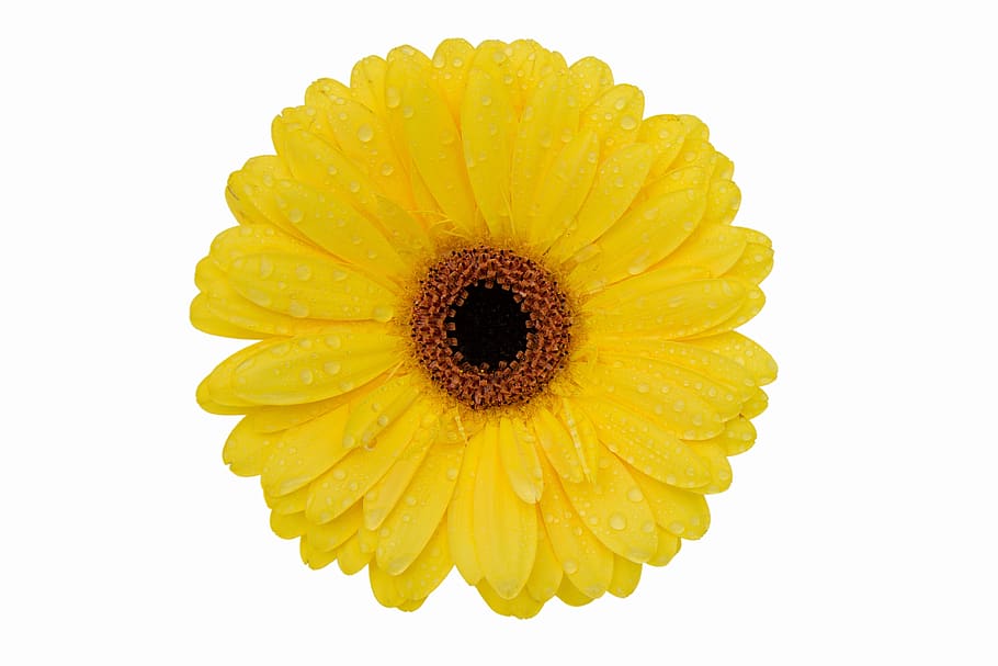 gerbera flower, nature, bright, summer, desktop, color, flora HD wallpaper