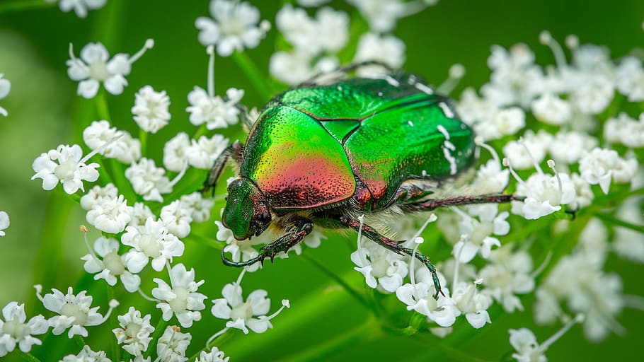 bespozvonochnoe, insect, coleoptera, beetle, chafer, flower, HD wallpaper