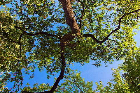 tree, background, backlit, beam, beautiful, beauty, colour HD wallpaper