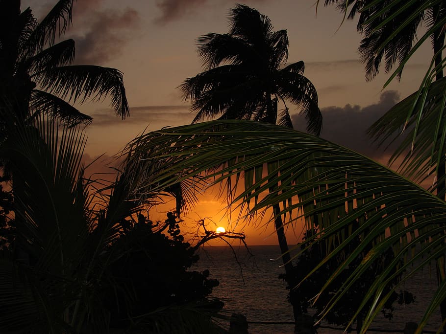 CoconutTree Besides Body of Water during Sunset, beach, clouds HD wallpaper