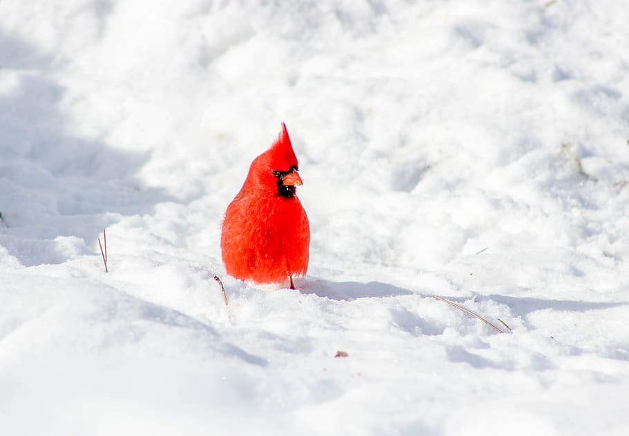 cardinal, bird, snow, winter, cold, frost, frozen, cold temperature HD wallpaper