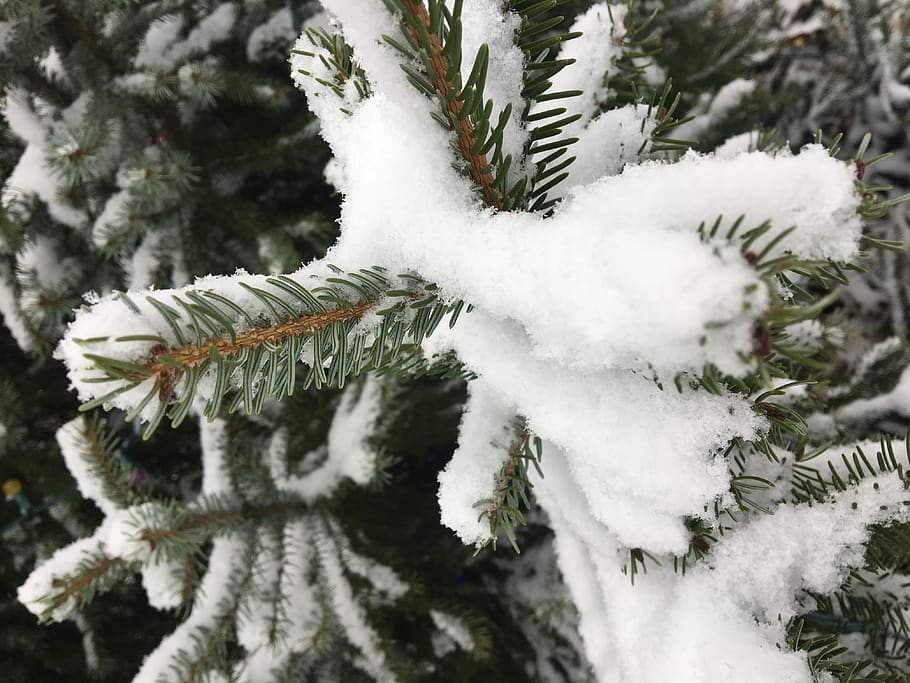 snow, tree, winter, cold temperature, frozen, white color, nature HD wallpaper