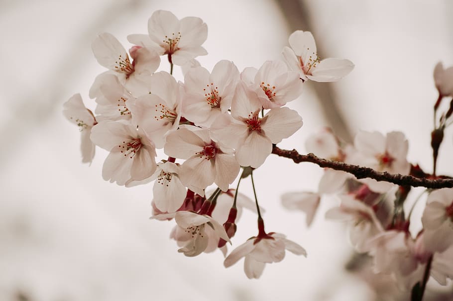 white petaled flowers, plant, blossom, cherry blossom, anther, HD wallpaper