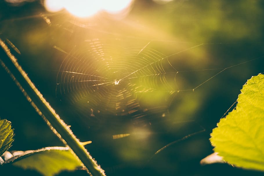 cobweb, spider, summer, sunshine, macro, closeup, fragility HD wallpaper