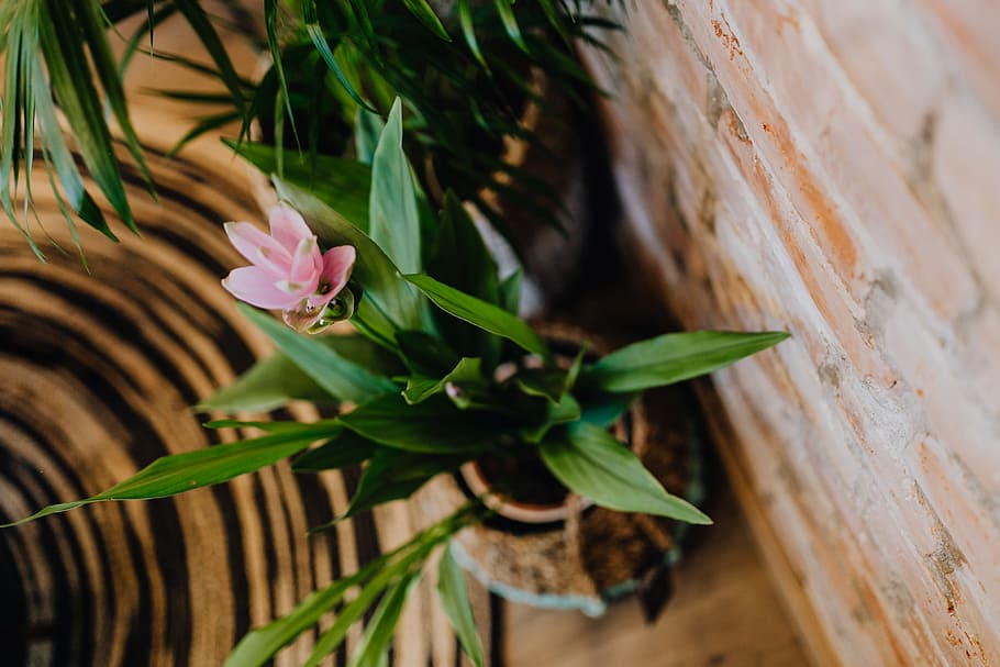 Details of modern interior with green plants, flora, contemporary HD wallpaper