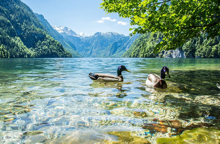 HD wallpaper: river, nature, water, bird, ducks, swim, animal themes, animal  wildlife | Wallpaper Flare