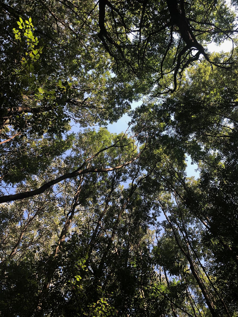 Worm's Eye View Photography Of Green Trees, environment, forest, HD wallpaper