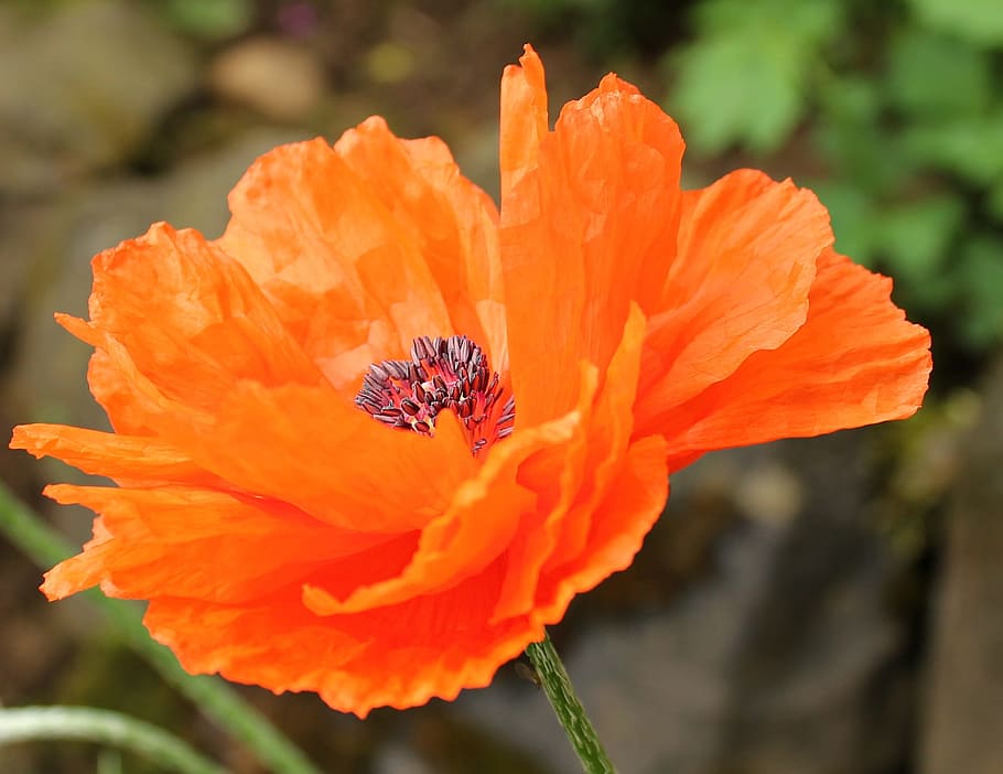 macro, klatschmohn, fresh, flower, nature, fragrance, garden HD wallpaper