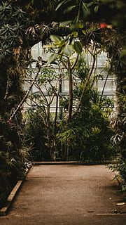 green trees on walkway, plant, path, archway, leaf, leaves, greenhouse HD wallpaper