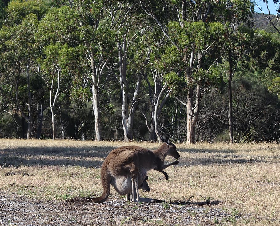 kangaroo, joey, pouch, cute, marsupial, conservation park, wildlife HD wallpaper