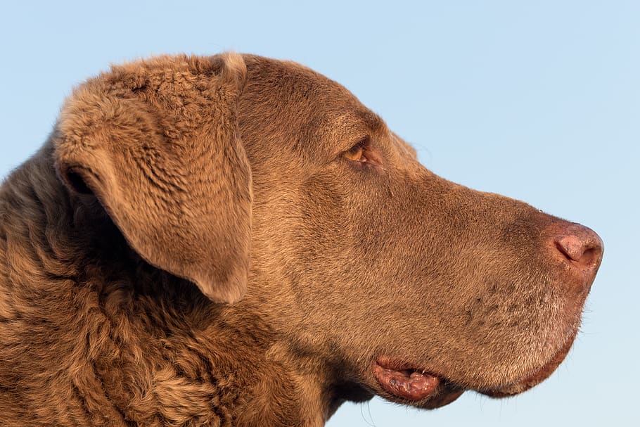sun, summer, brown, dog, mammal, one animal, animal themes HD wallpaper