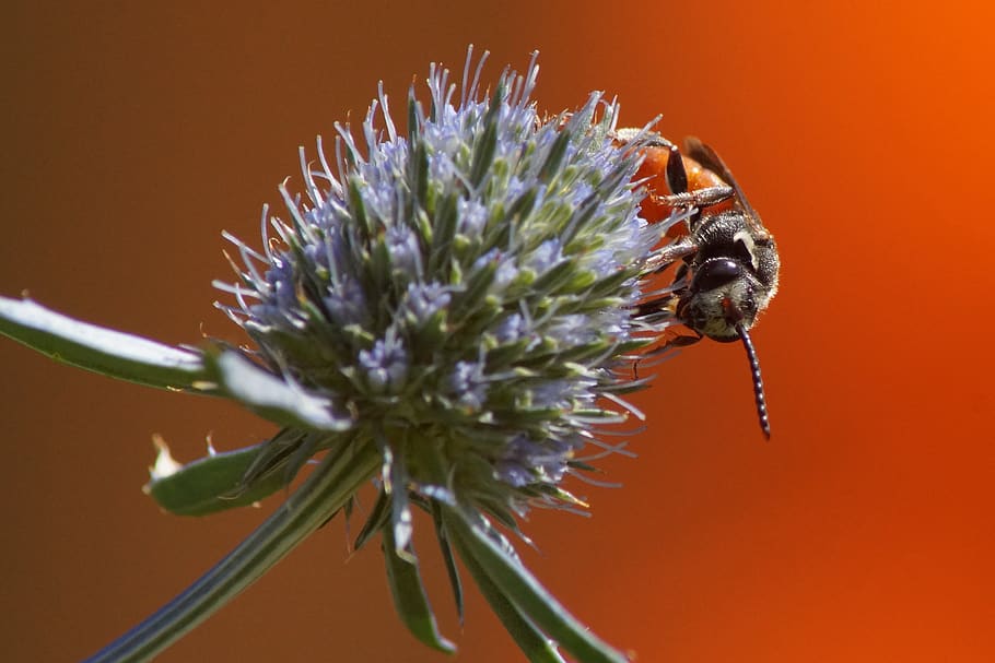 blood bee, furrow bee, blossom, bloom, diestel, close up, insect, HD wallpaper