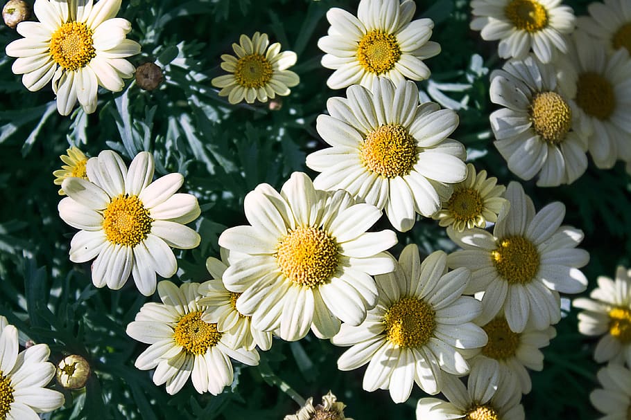 flowers, spring, nature, blossom, bloom, plant, white, flora HD wallpaper