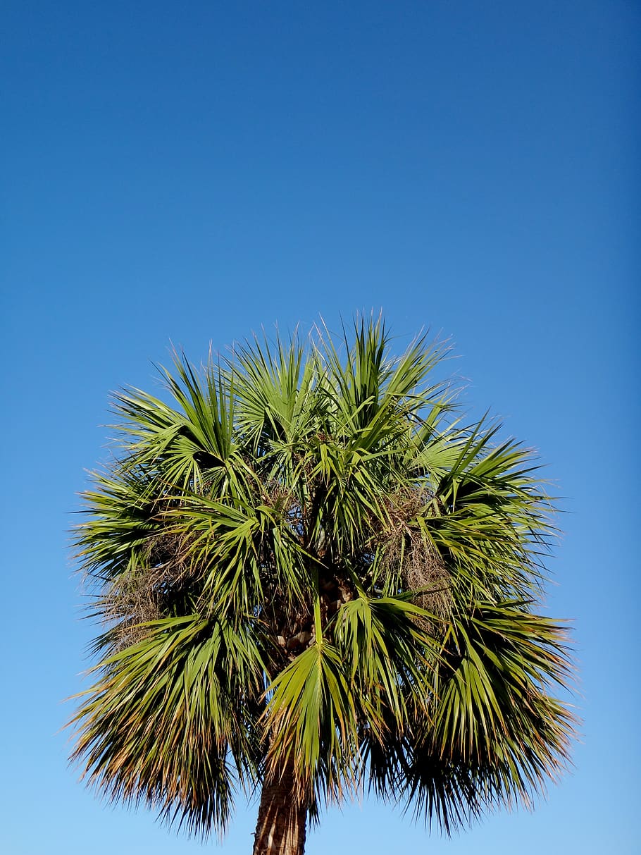 green palm tree under blue sky, flora, plant, arecaceae, miami HD wallpaper