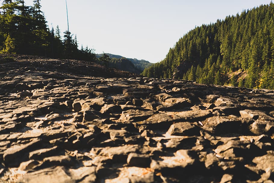 forest, mountain, rocks, trees, pines, stone, top, hiking, outdoors HD wallpaper