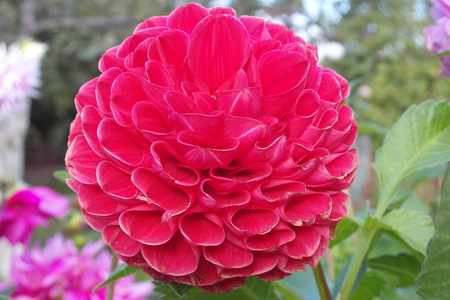 dalia, flower, red, garden, petals, flora, flowering plant HD wallpaper