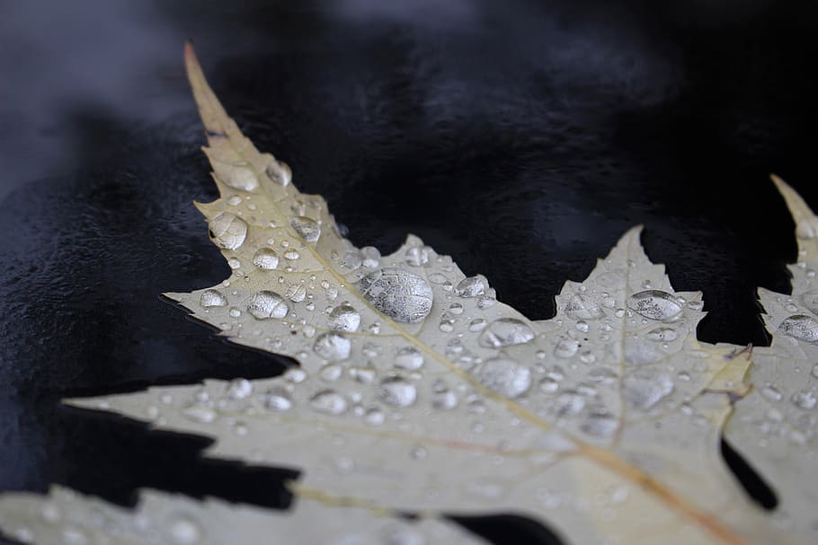 autumn, leaf, water, drop, macro, close-up, no people, nature HD wallpaper
