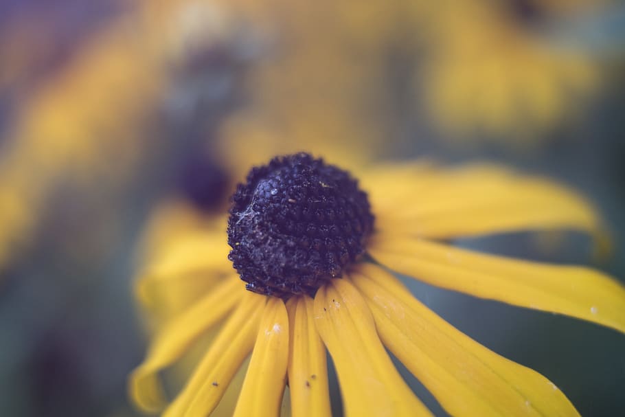 canada, hamilton, macro, flower, yellow, blurry, nature, freshness HD wallpaper