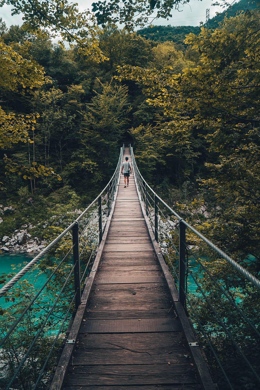 person walking on bridge, direction, the way forward, tree, plant HD wallpaper
