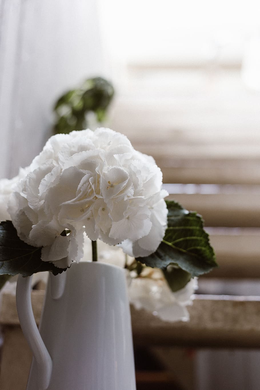 minimal, wallpaper, hydrangea, bright, space, open, decor, outdoor HD wallpaper
