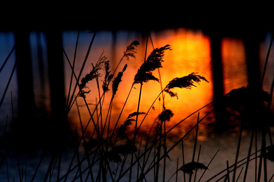 sunset, plants, crops, orange, silhouette, sky, water, nature HD wallpaper
