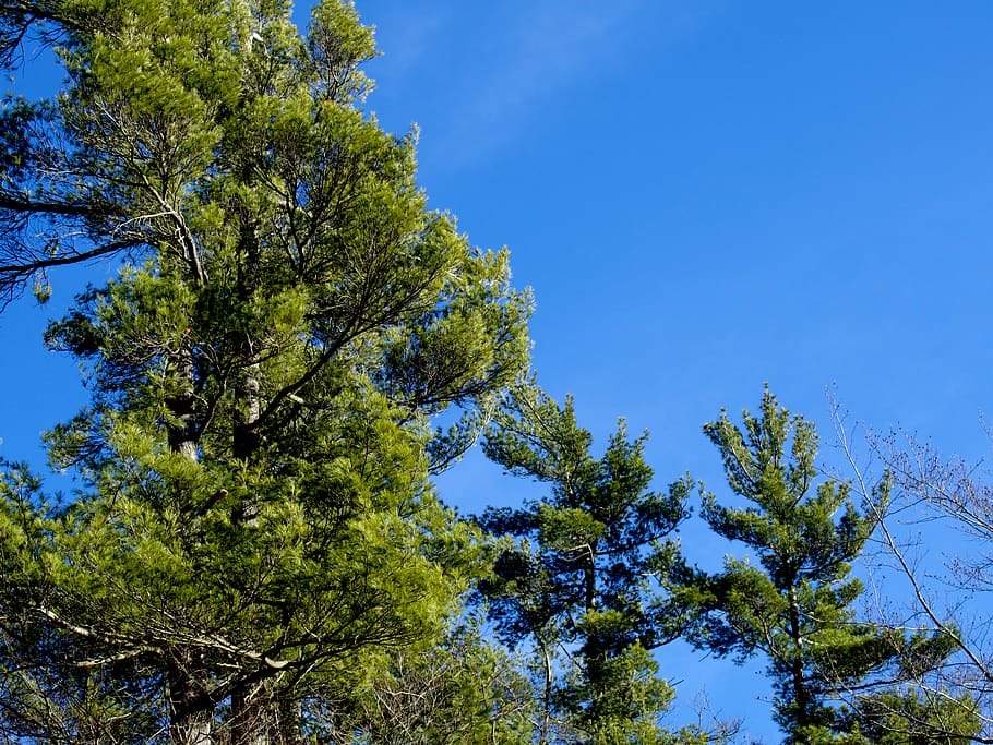 trees, green, blue, outside, sky, clear, clean, photo, picture HD wallpaper
