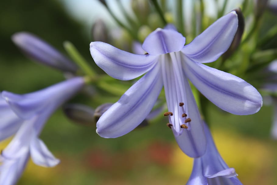 flower, purple, close up, flora, nature, leaf, summer, garden HD wallpaper