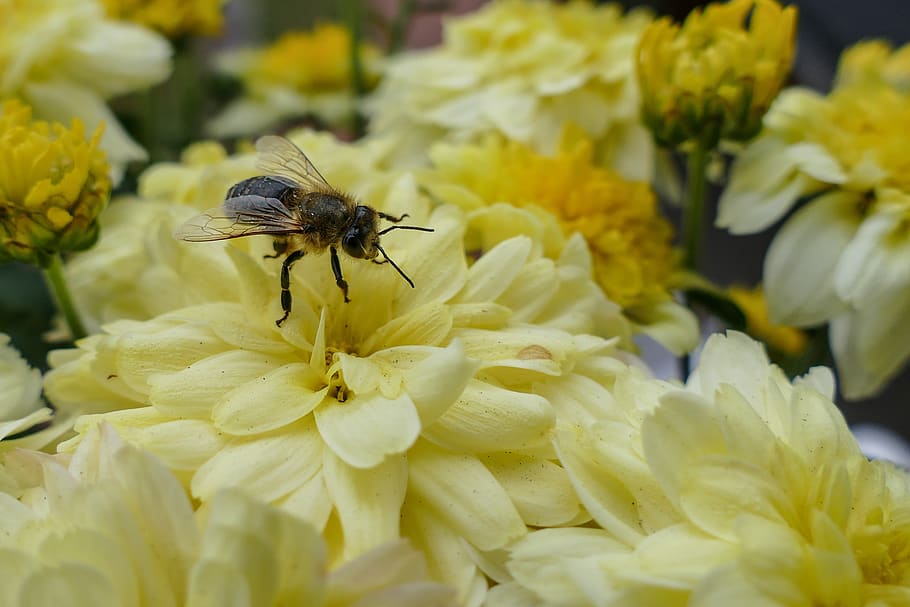 bee, flower, pollination, insect, blossom, bloom, close up HD wallpaper