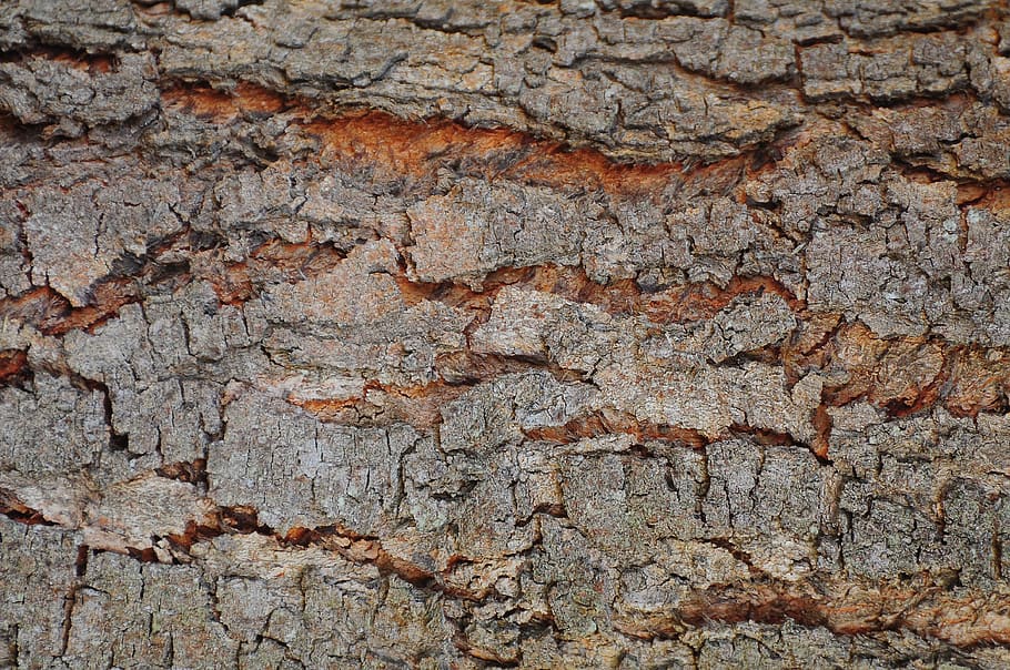 Brown Tree Bark, close-up, crack, decay, dirty, dry, log, macro HD wallpaper