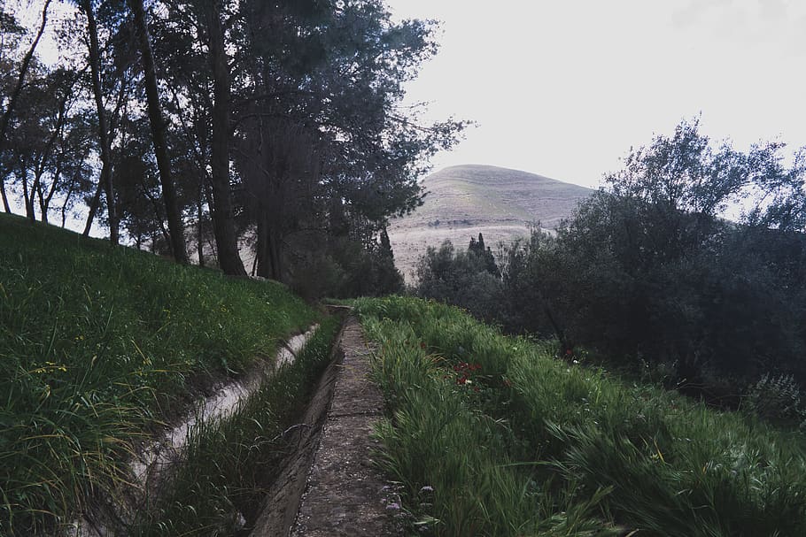 jordan, madaba, sky, green, forest, trees, hiking, climbing HD wallpaper