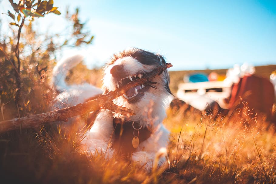 long-coated white and black dog biting wood while lying on grass during daytime HD wallpaper