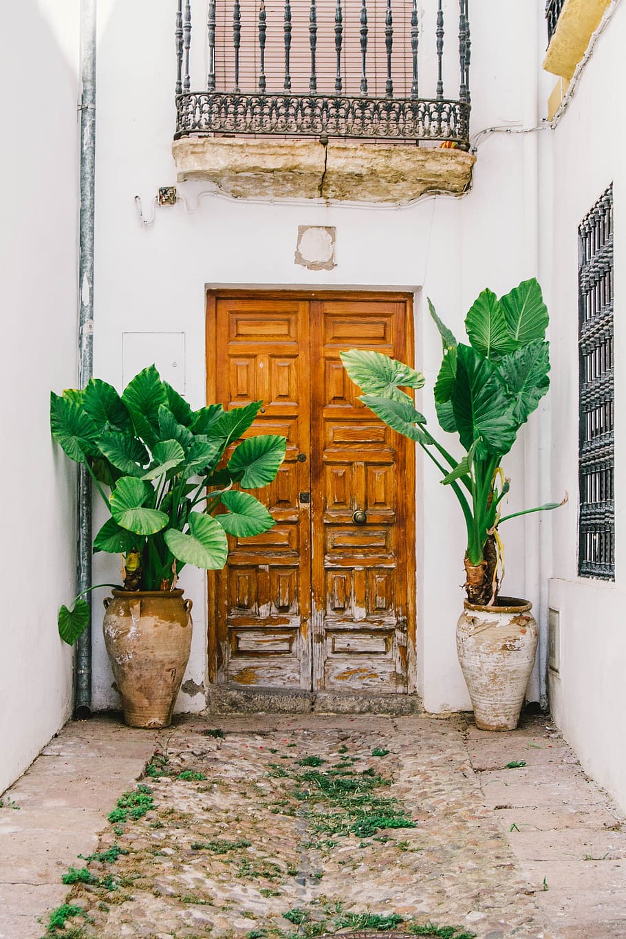 two green plants beside door, building, leaf, wood, architecture HD wallpaper