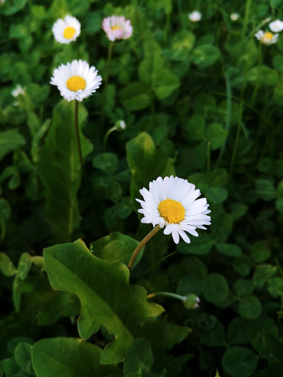daisies, clover, grass, flowering plant, vulnerability, fragility HD wallpaper
