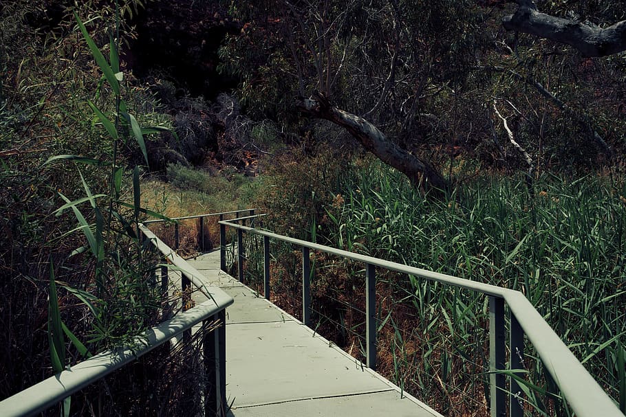 tree, trees, eucalyptus, path, pathway, nature, oasis, handlebars HD wallpaper