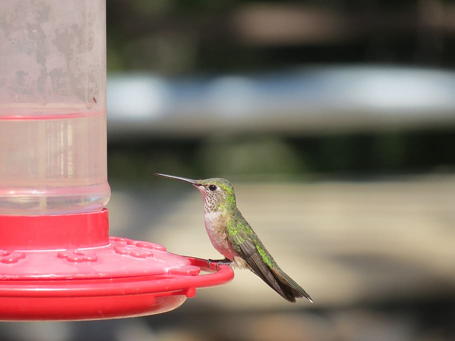 bird, hummingbird, feeding, iridescent, wyoming, usa, bill HD wallpaper