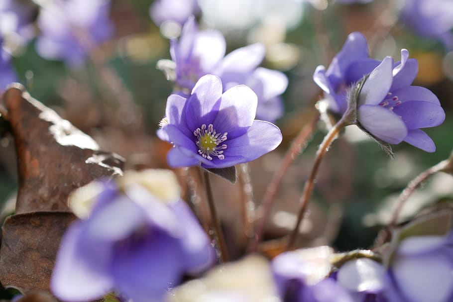 hepatica, purple, flower, spring, violet, spring flower, backlighting HD wallpaper