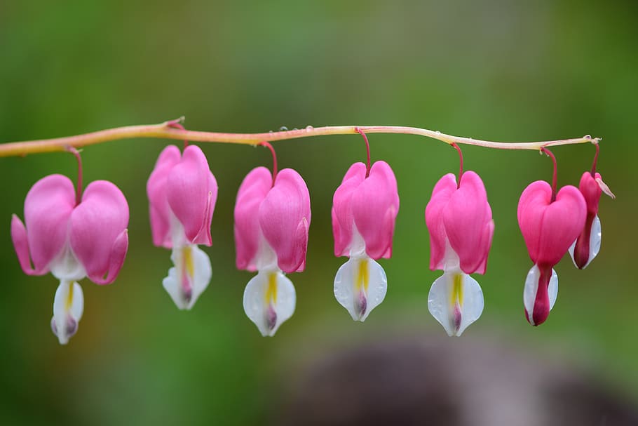 bleeding heart, flowers, spring, flowering, plant, flowering plant HD wallpaper