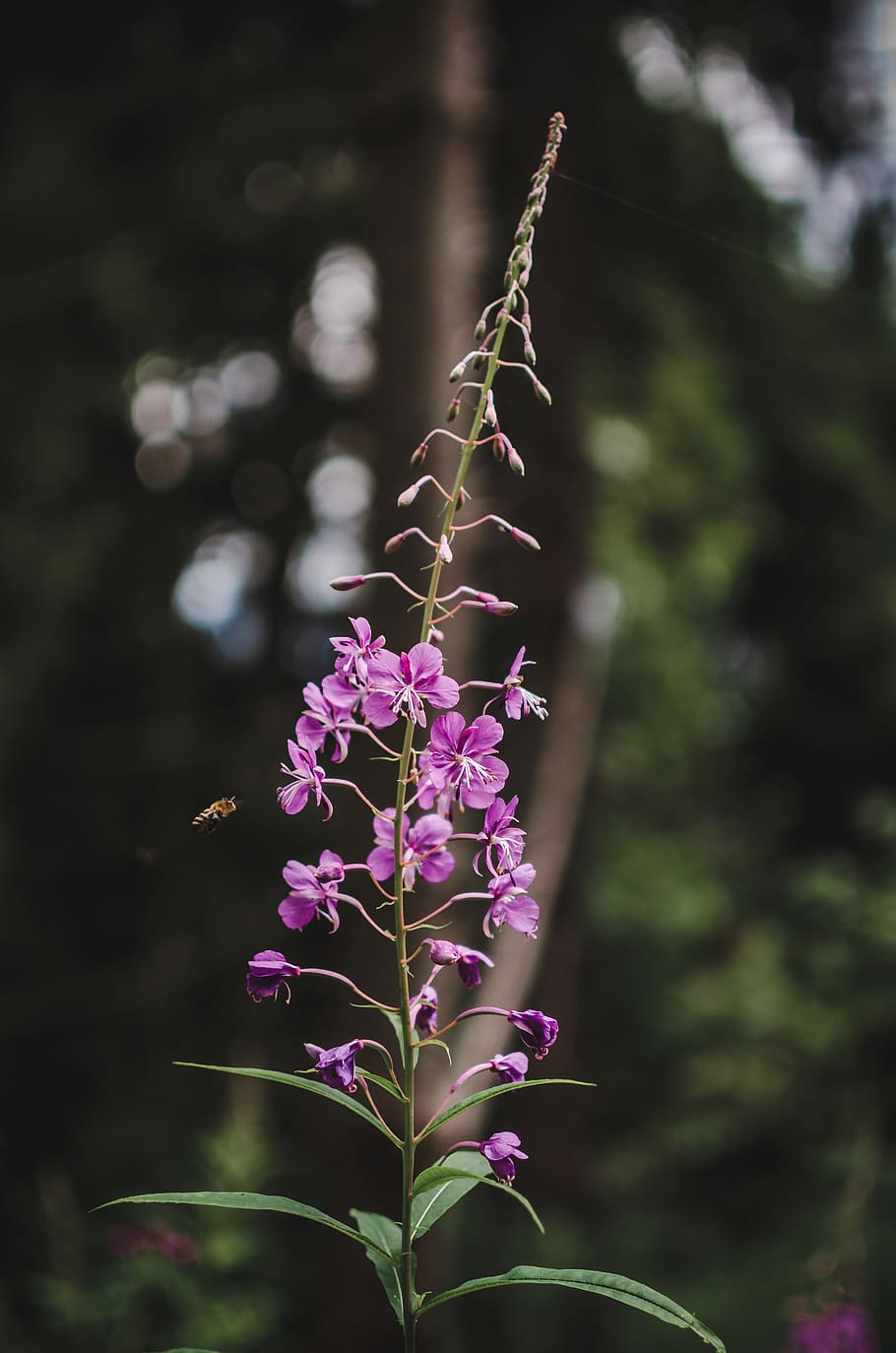nature, flower, plant, flowering plant, fragility, focus on foreground HD wallpaper