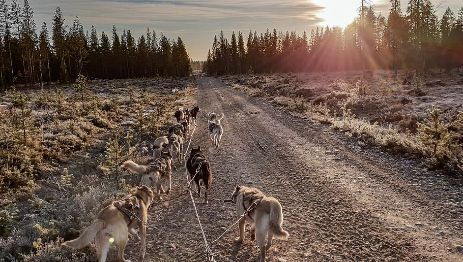 pack of dogs walking towards trees during daytime, canine, mammal