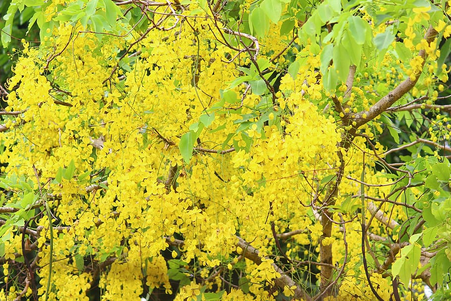 bloom, yellow, flo, blossom, flower, nature, plant, flora, field HD wallpaper