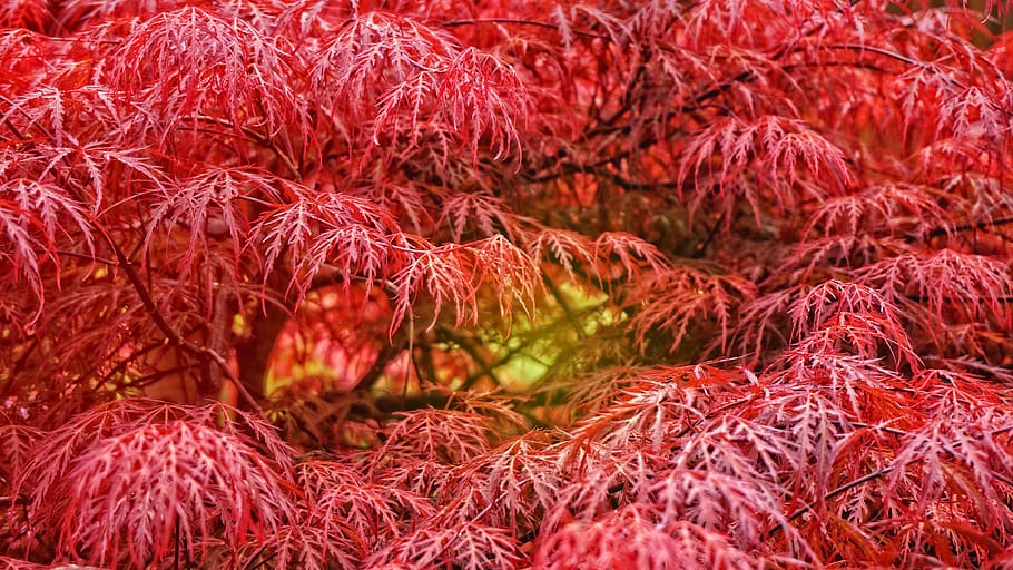 tree, maple, autumn, september, red, full frame, no people HD wallpaper