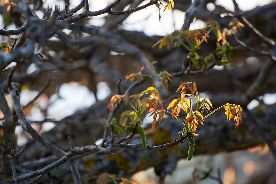 tree, spring, nature, branch, macro, next, colors, leaf, plant HD wallpaper