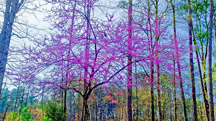 united states, durham, trees, spring, plant, growth, beauty in nature HD wallpaper