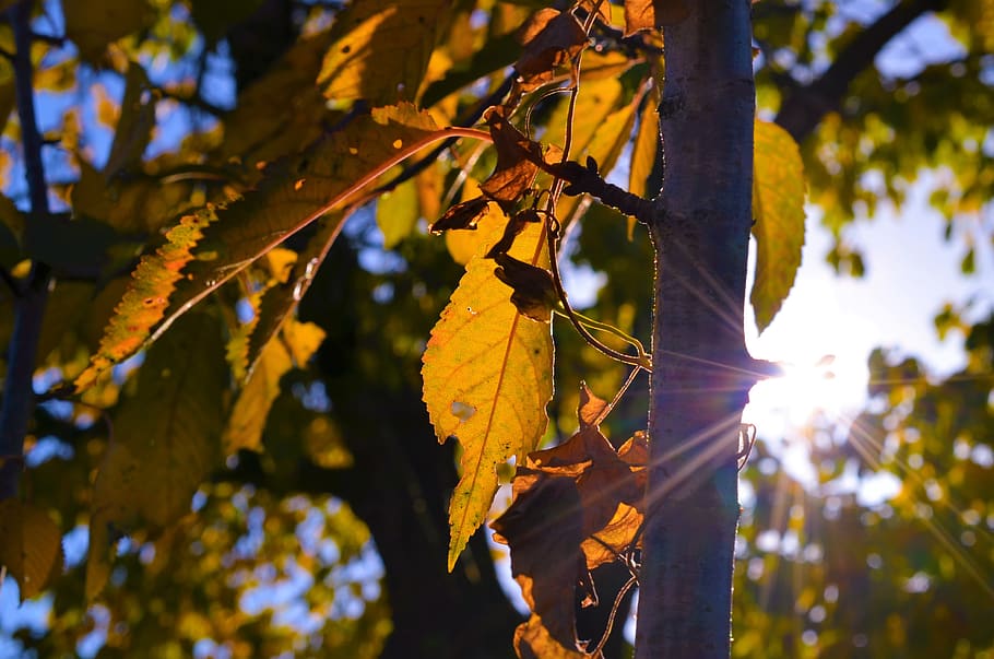 tree, leaves, sun, plant, leaf, plant part, autumn, growth HD wallpaper