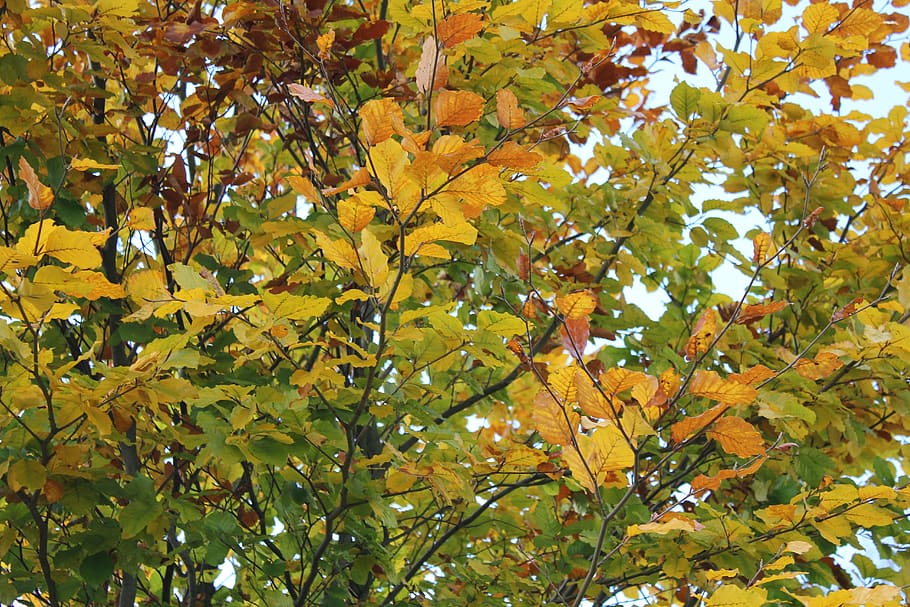 nature, clouds, outdoor, leafs, trees, plant, plant part, growth HD wallpaper